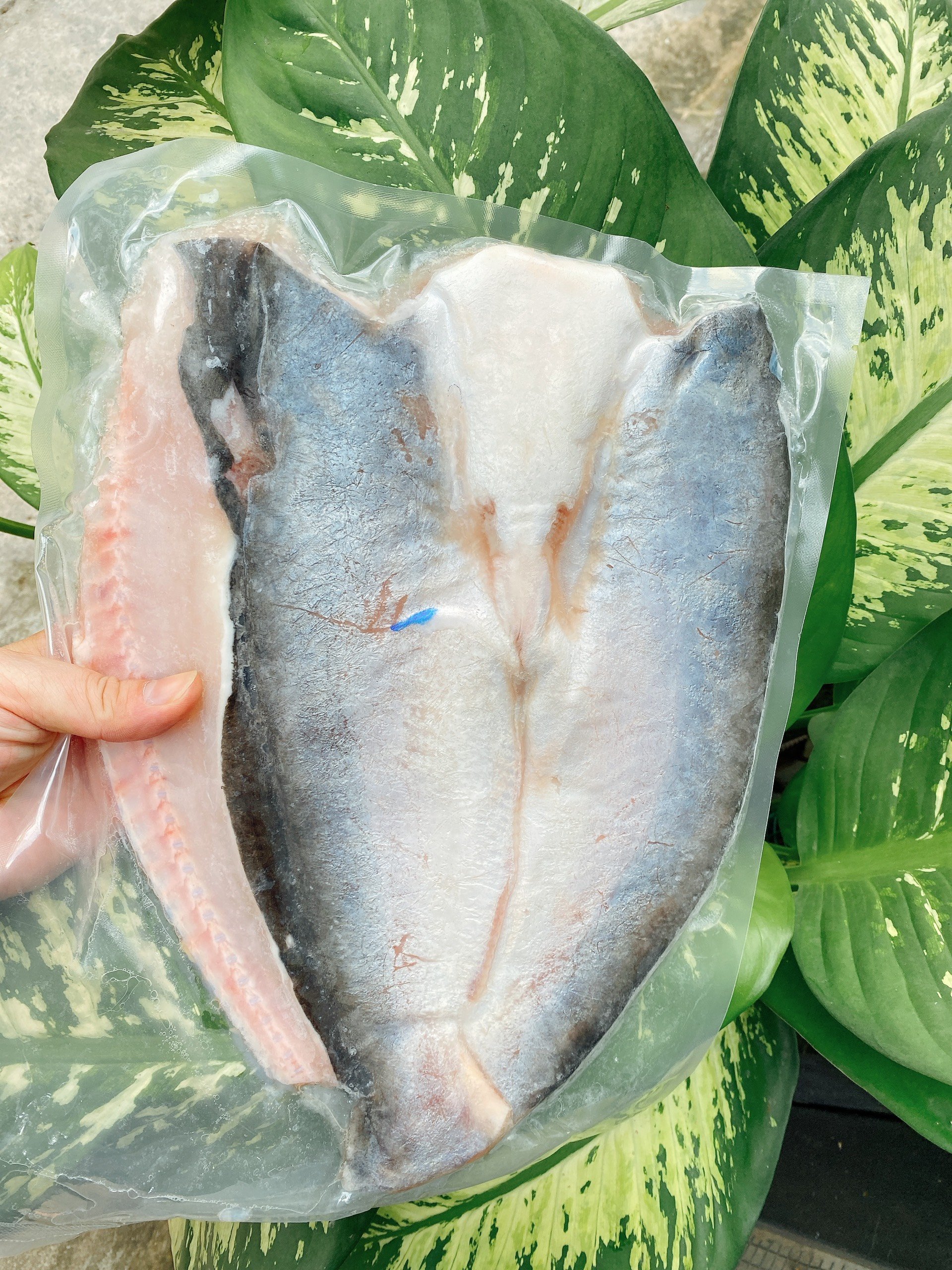 Cá Dứa Lai Nguyên Con