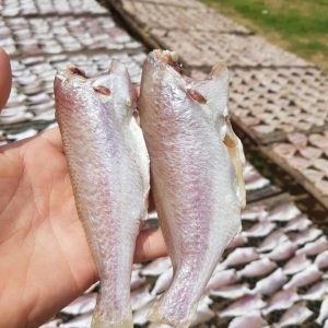 Cá Đù Nguyên Con