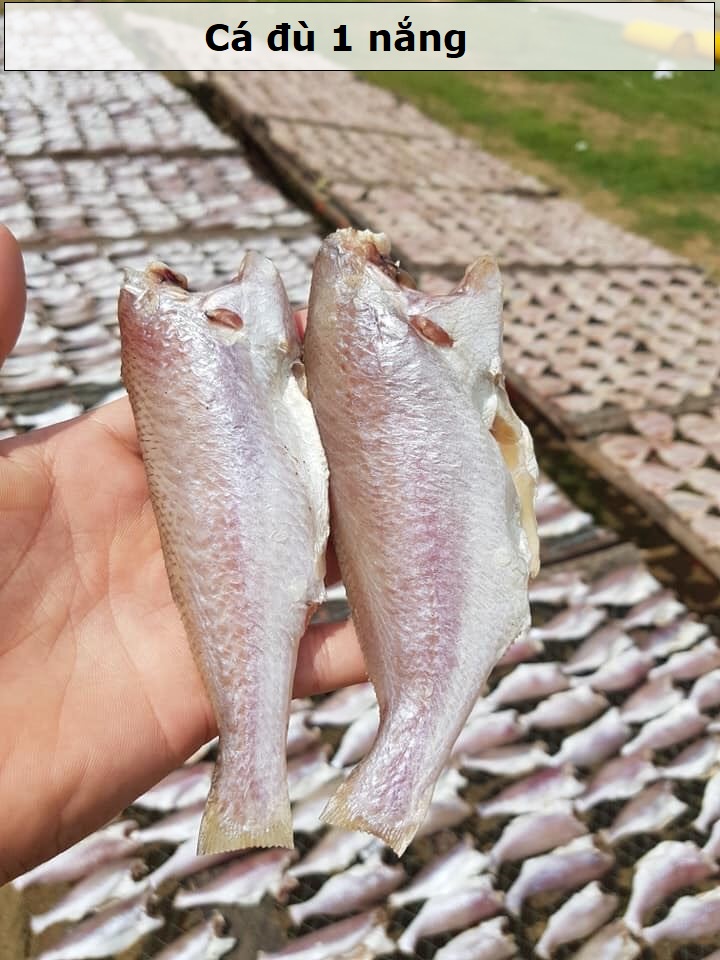 Cá Đù Nguyên Con