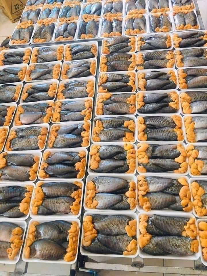 Cá Sặc Trứng